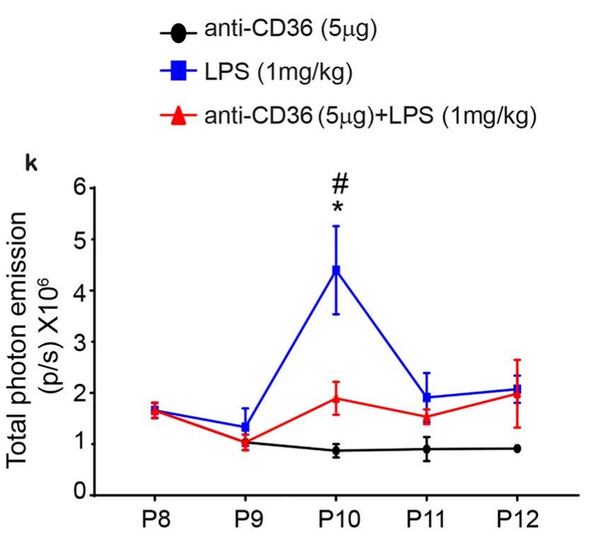 Quantification of the in vivo bioluminescence data from P8–P12.jpg